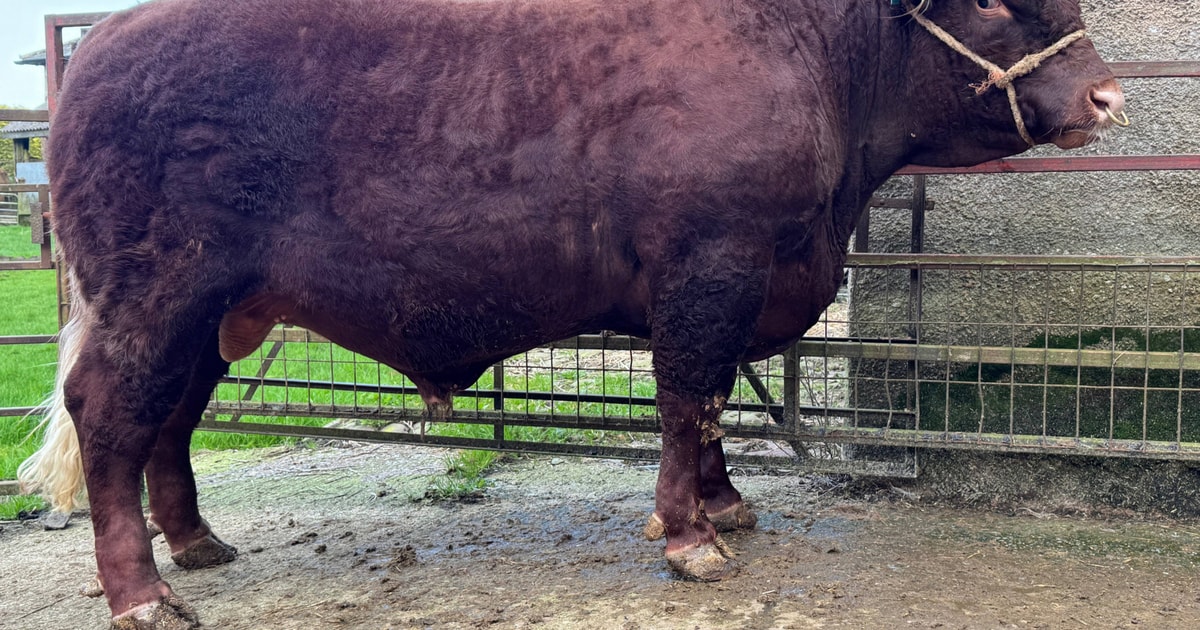 1 Pedigree North Red Ruby Devon, Red Ruby Devon Breeding Bull ...