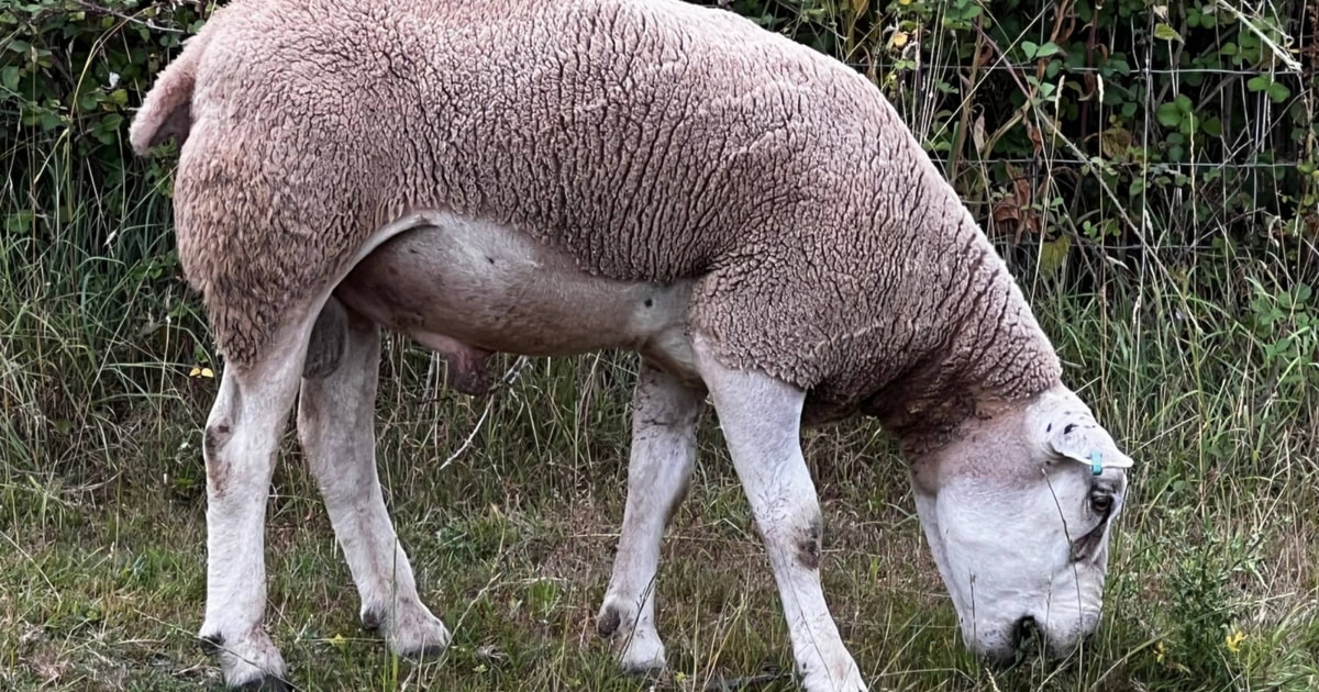 1 Texel Breeding Ram | SellMyLivestock - The Online Livestock Marketplace