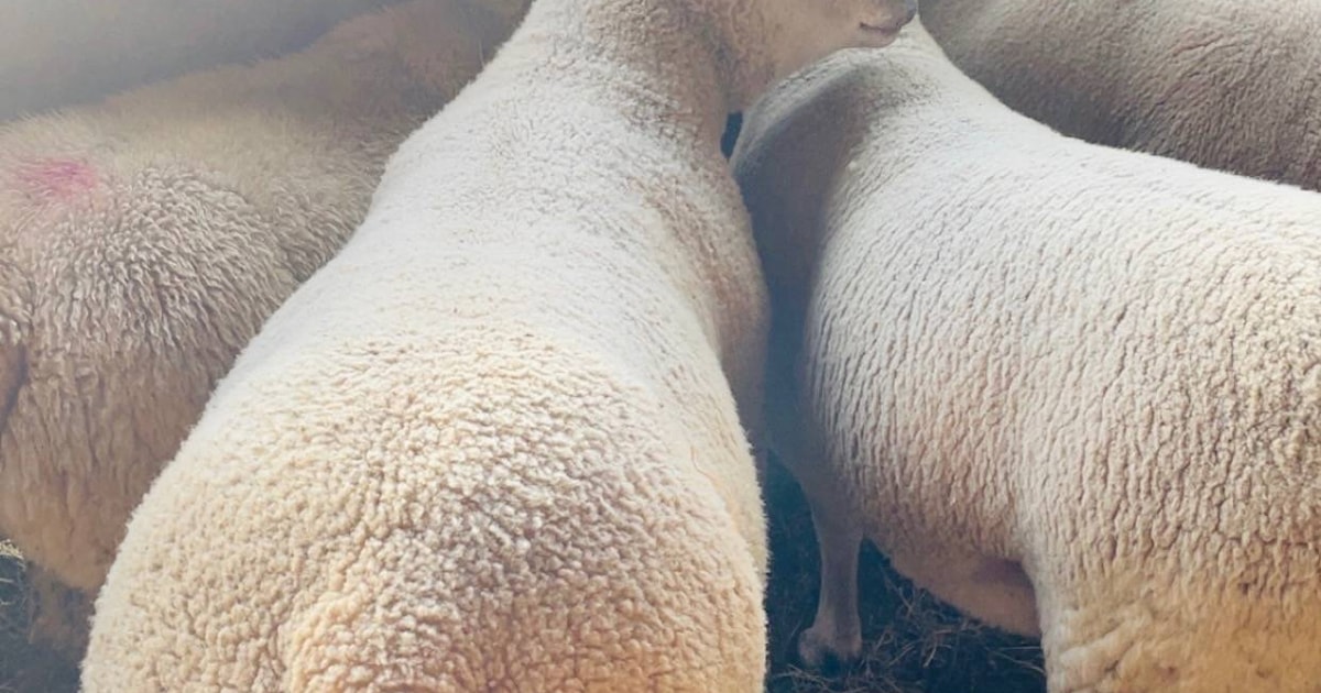 2 Texel, Charollais Cross Breeding Rams | SellMyLivestock - The Online ...