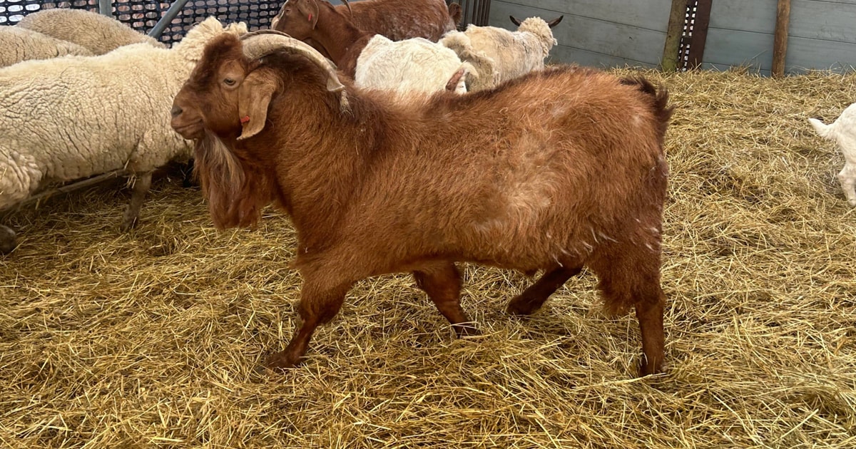 3 Red Boer, Boer Meat, Breeding Bucks | SellMyLivestock - The Online ...