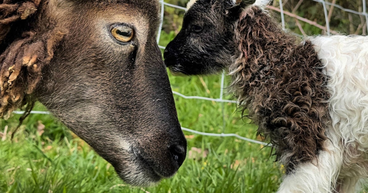 6 Pedigree Soay Breeding Ewes, Rams with Lambs at Foot ...