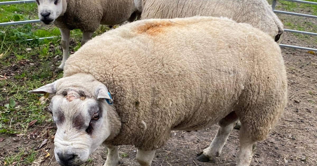 5 Texel Breeding Rams | SellMyLivestock - The Online Livestock Marketplace