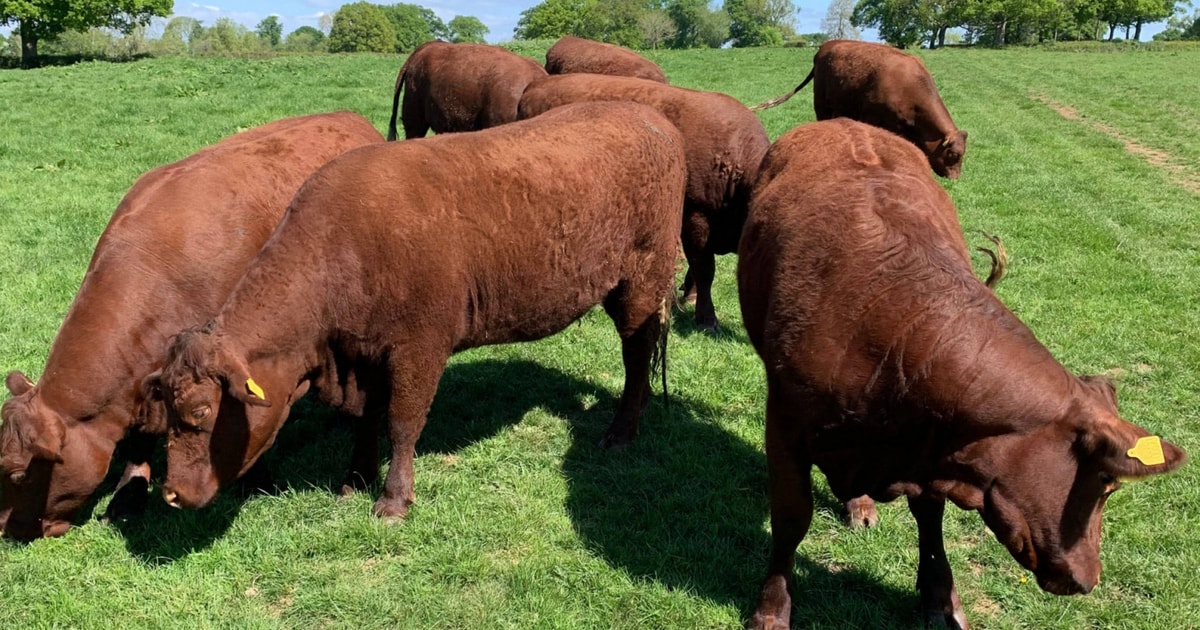 7 Pedigree North Red Ruby Devon, Red Ruby Devon Breeding, Store Heifers ...