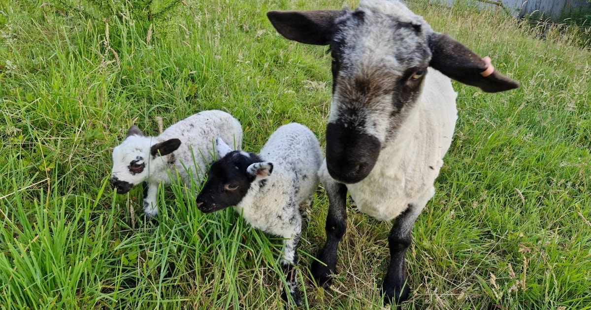 9 Suffolk, Dutch Spotted, Jacob, Zwartbles, Valais Blacknose Ewes ...