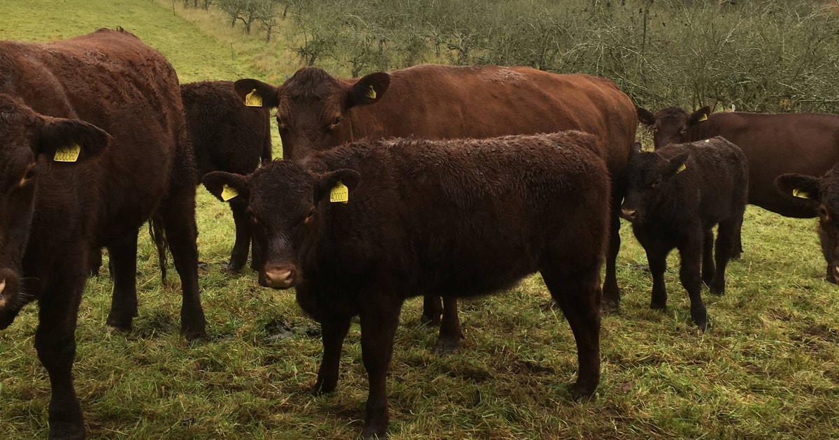 3 Organic Pedigree Red Poll Breeding Calves | SellMyLivestock - The ...