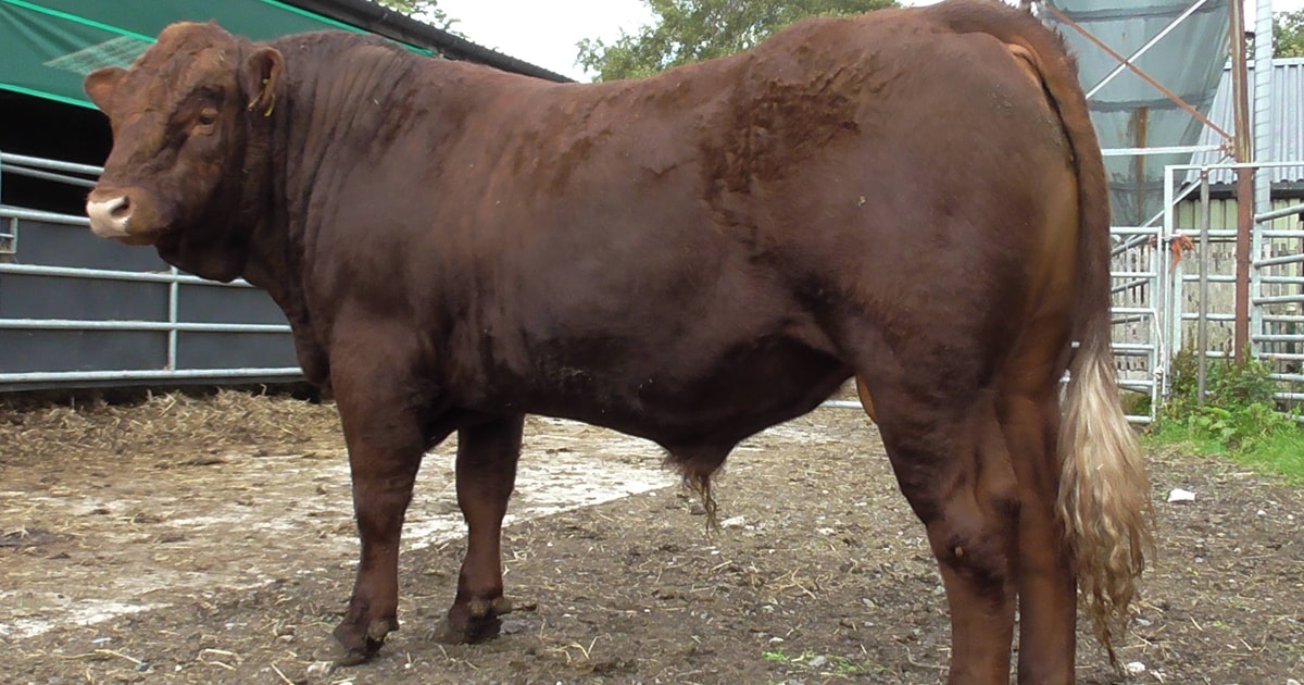 1 Pedigree Salers Breeding Bull | SellMyLivestock - The Online ...