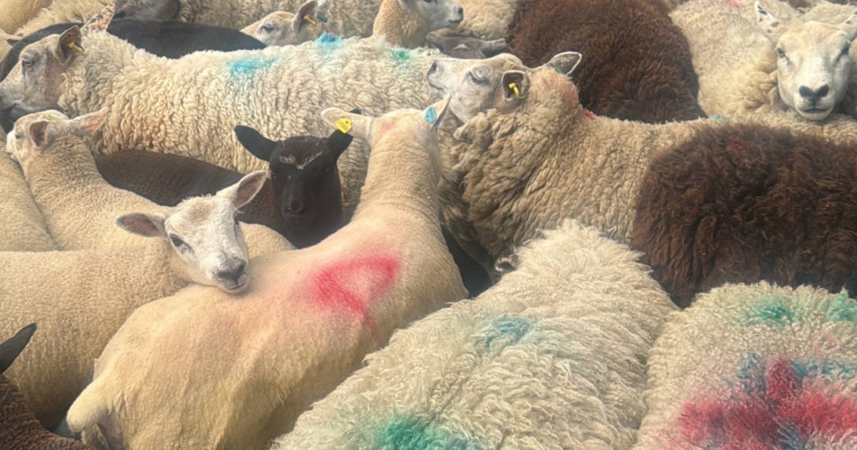 200 Charollais, Cheviot, Cheviot Mule Breeding, Store Ewes, Hoggs ...