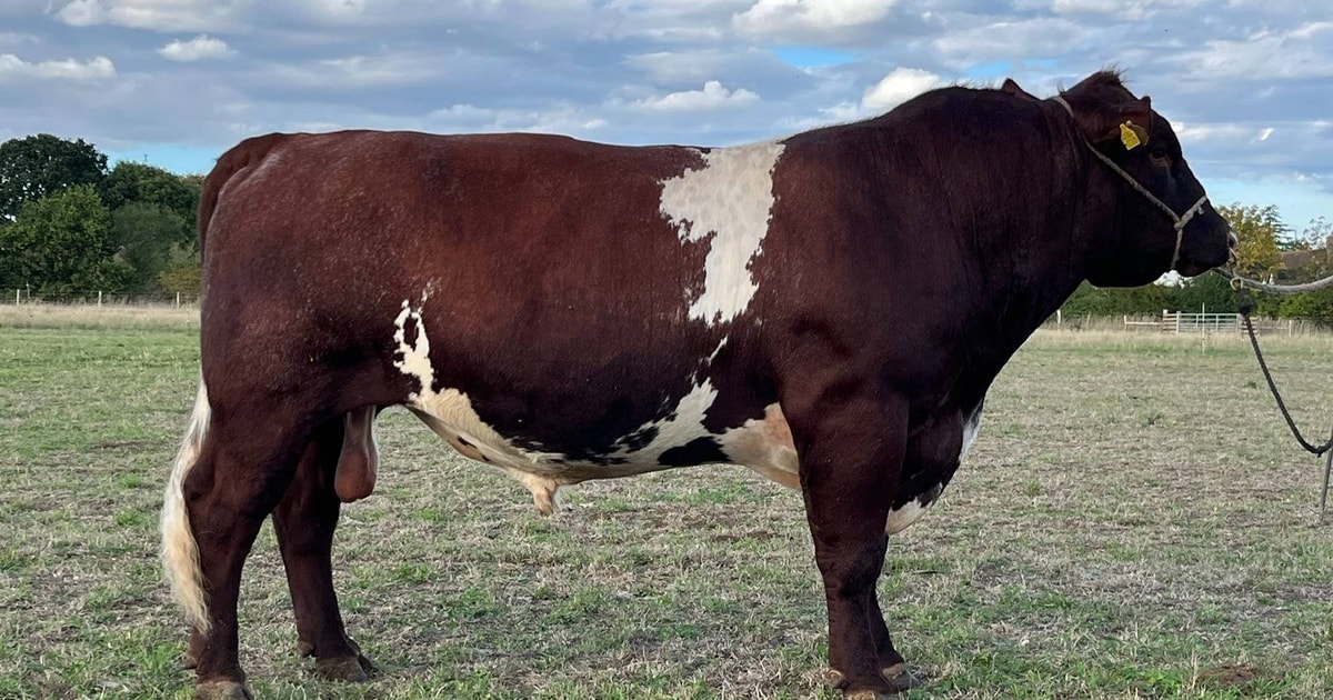 1 Pedigree Beef Shorthorn Breeding Bull | SellMyLivestock - The Online ...