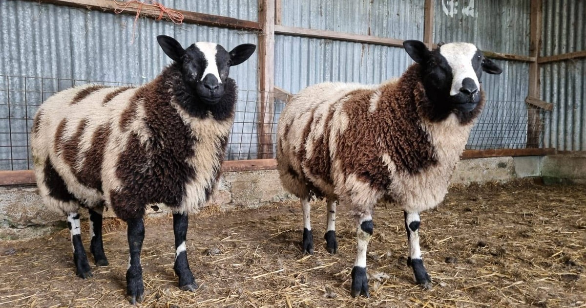 2 Dutch Spotted Breeding Rams | SellMyLivestock - The Online Livestock ...