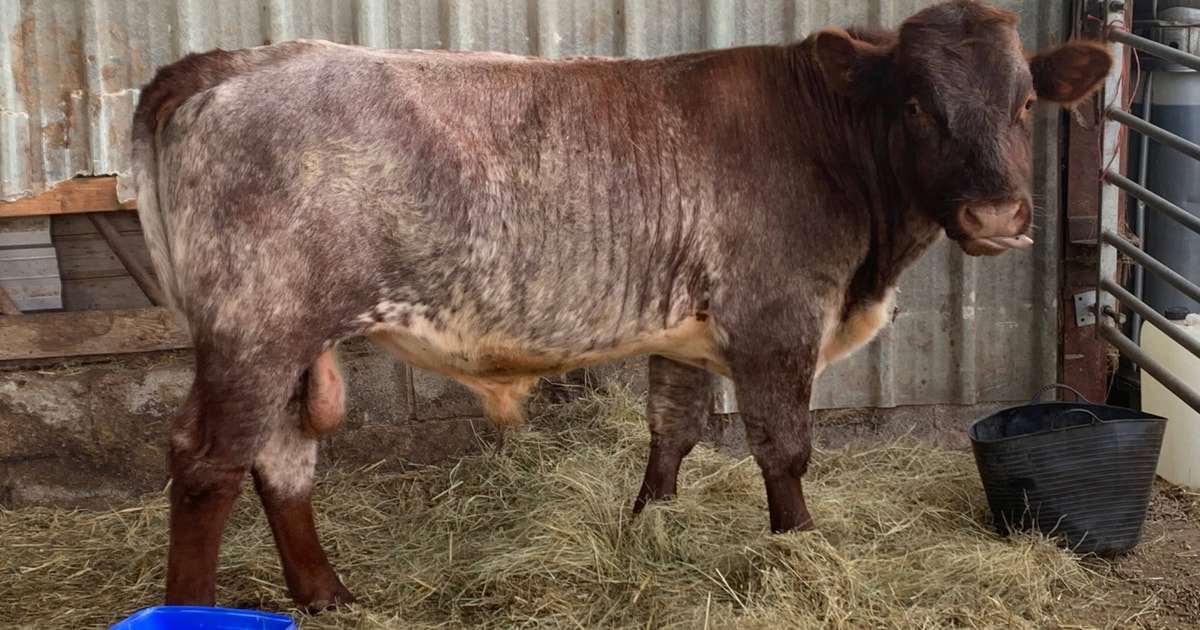 1 Beef Shorthorn Breeding Young Bull | SellMyLivestock - The Online ...
