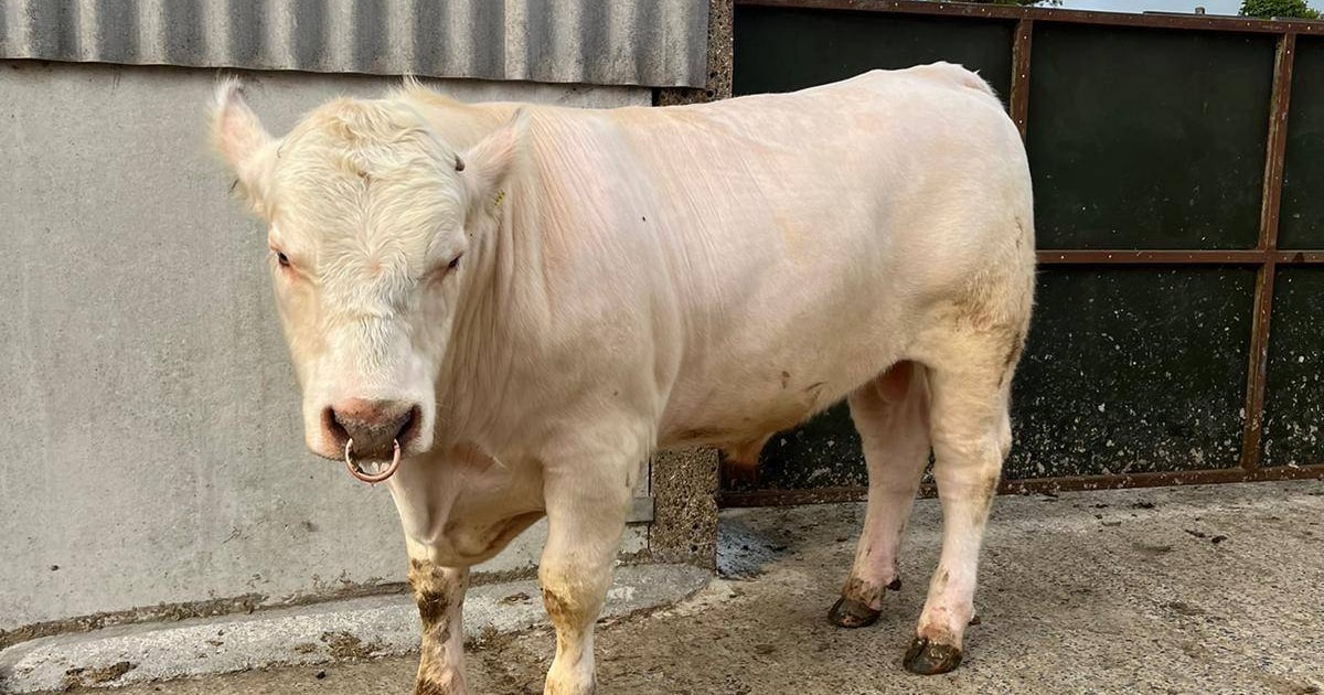 1 Pedigree Beef Shorthorn Breeding Bull | SellMyLivestock - The Online ...