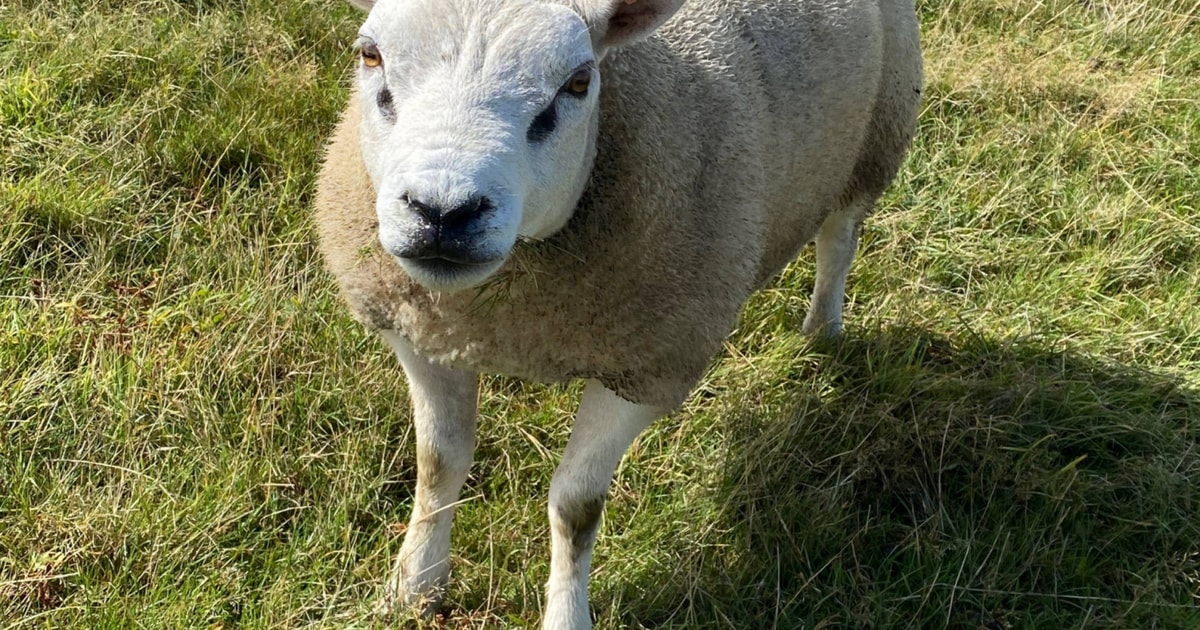 8 Texel Breeding Rams | SellMyLivestock - The Online Livestock Marketplace