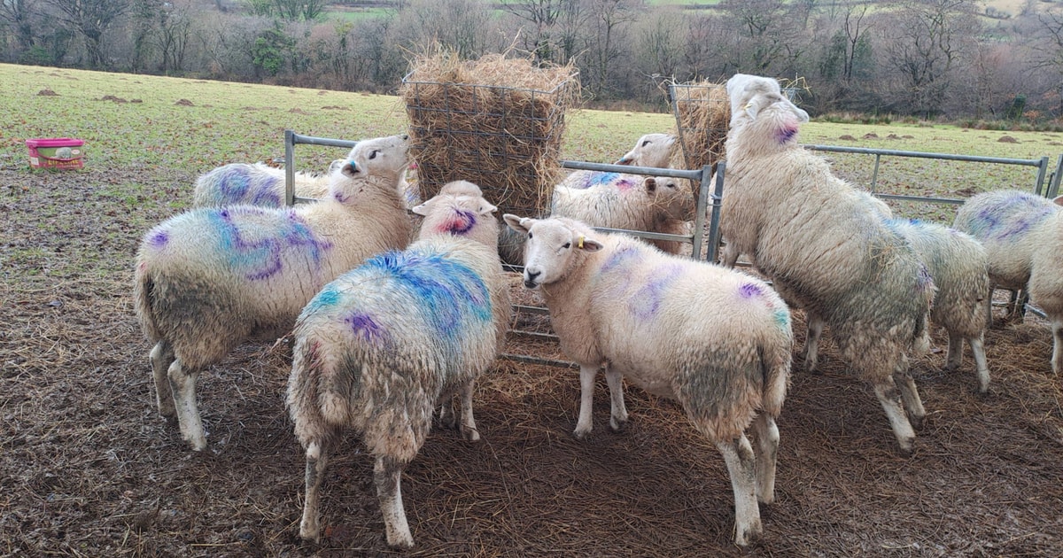 12 Lleyn Breeding Lambs | SellMyLivestock - The Online Livestock ...