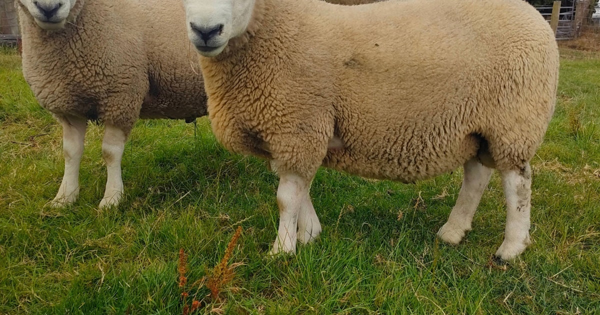 3 Pedigree North Country Cheviot Breeding Rams | SellMyLivestock - The ...