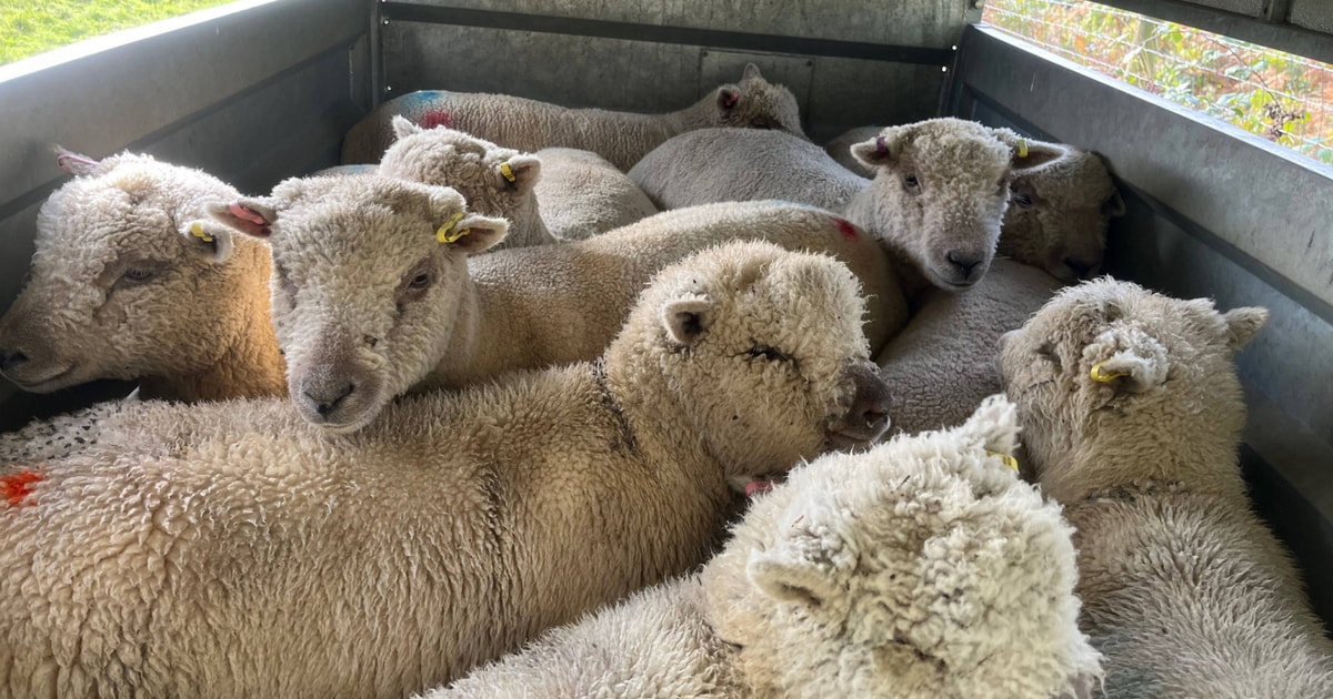 10 Pedigree Southdown Breeding Ewes | SellMyLivestock - The Online ...