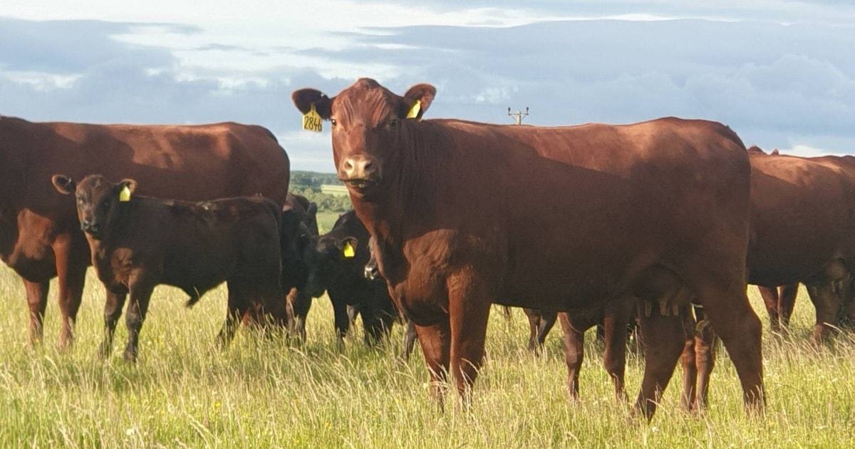 11 Organic Red Poll Breeding Cows with Calves at Foot | SellMyLivestock ...