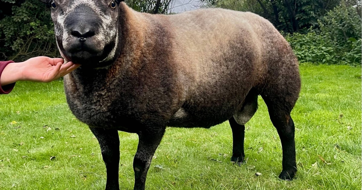 1 Pedigree Blue Texel Breeding Shearling, Ram | SellMyLivestock - The ...