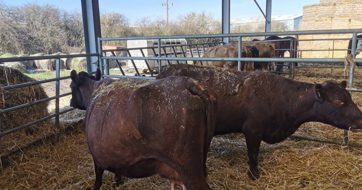 2 Red Poll Breeding Cows with Calves at Foot | SellMyLivestock - The ...