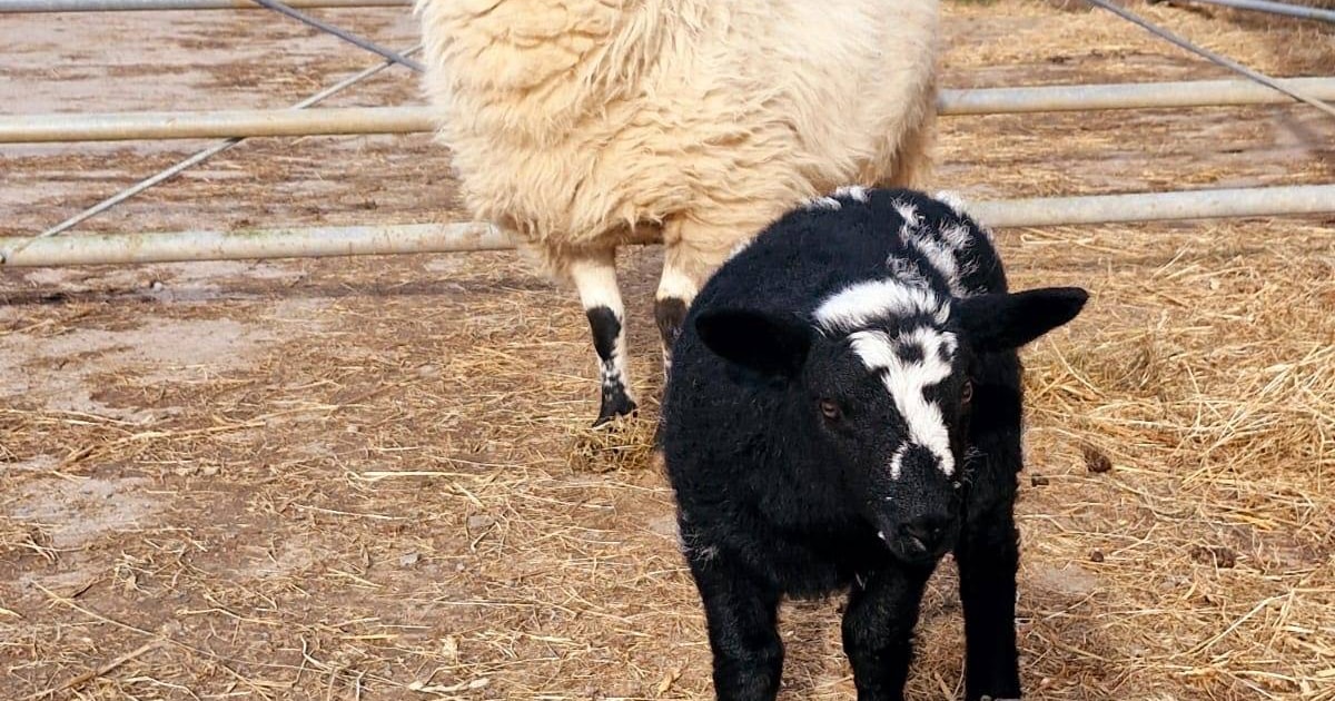 8 Welsh Mule, Dutch Spotted, Welsh Hill Speckled Face Breeding Ewes ...
