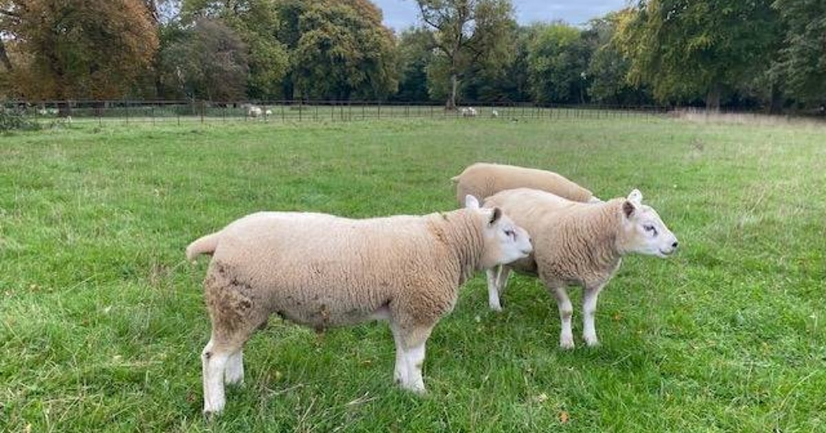 3 Pedigree Texel Breeding Rams | SellMyLivestock - The Online Livestock ...