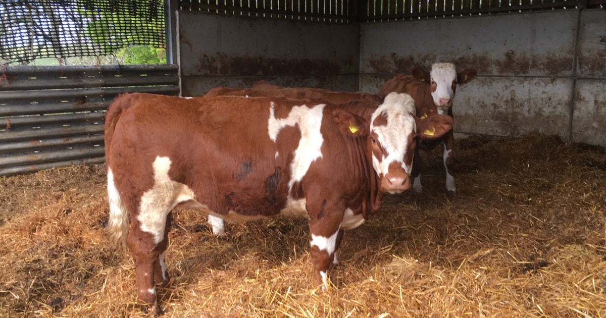 40 Simmental Cross Breeding, Store Heifers | SellMyLivestock - The ...
