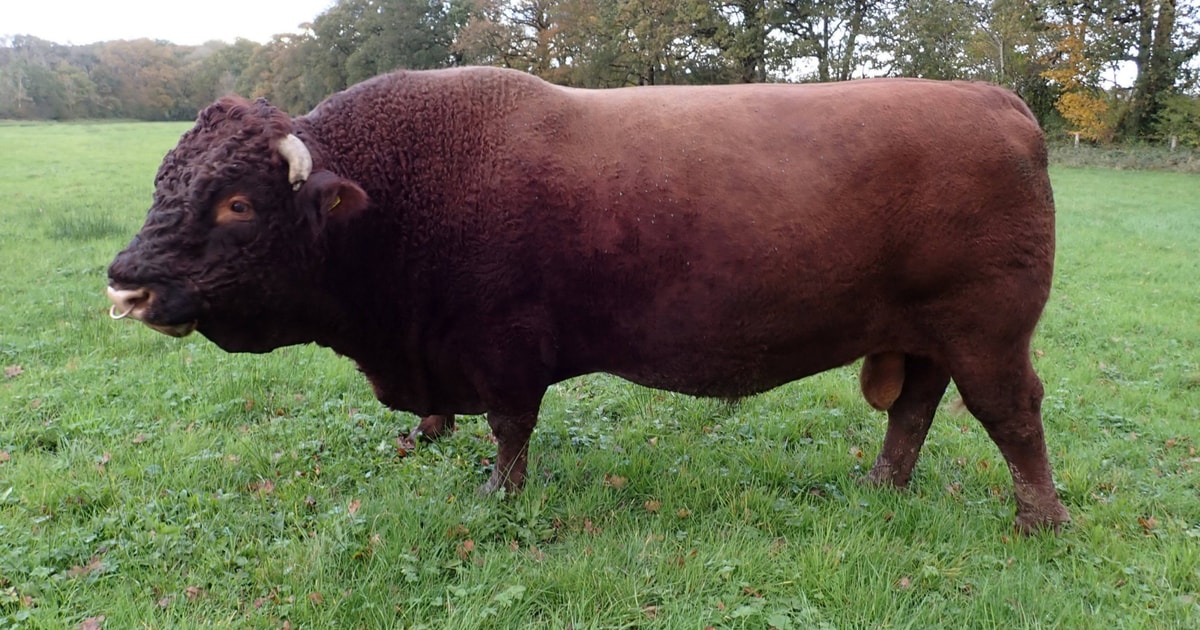 1 Pedigree North Red Ruby Devon, Red Ruby Devon Breeding Bull ...