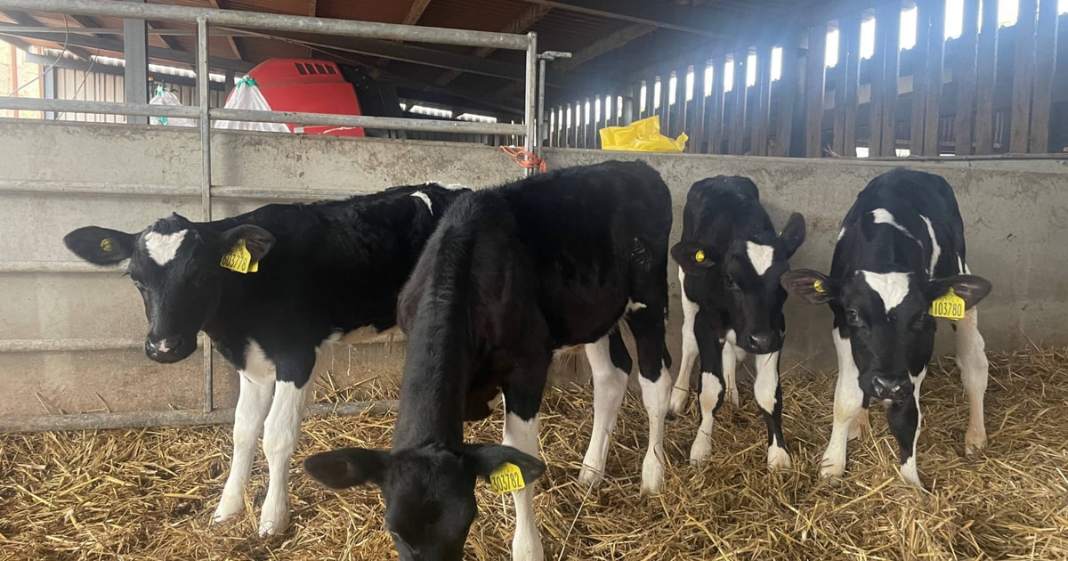 4 Holstein Friesian Calves | SellMyLivestock - The Online Livestock ...