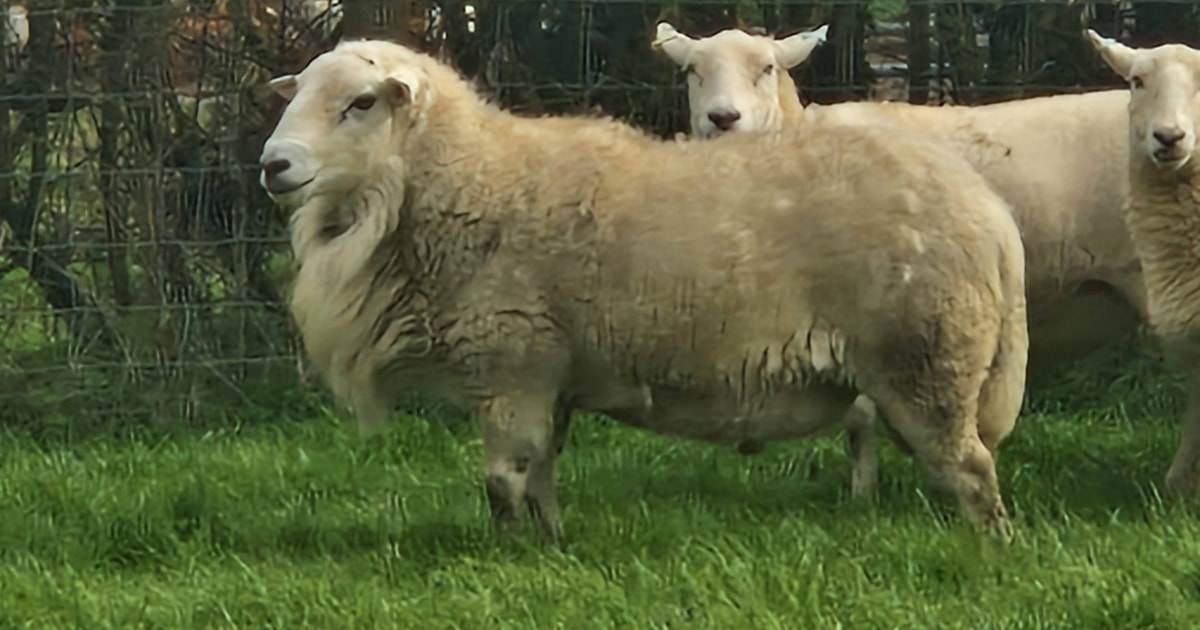 1 Easycare Breeding Ram | SellMyLivestock - The Online Livestock ...