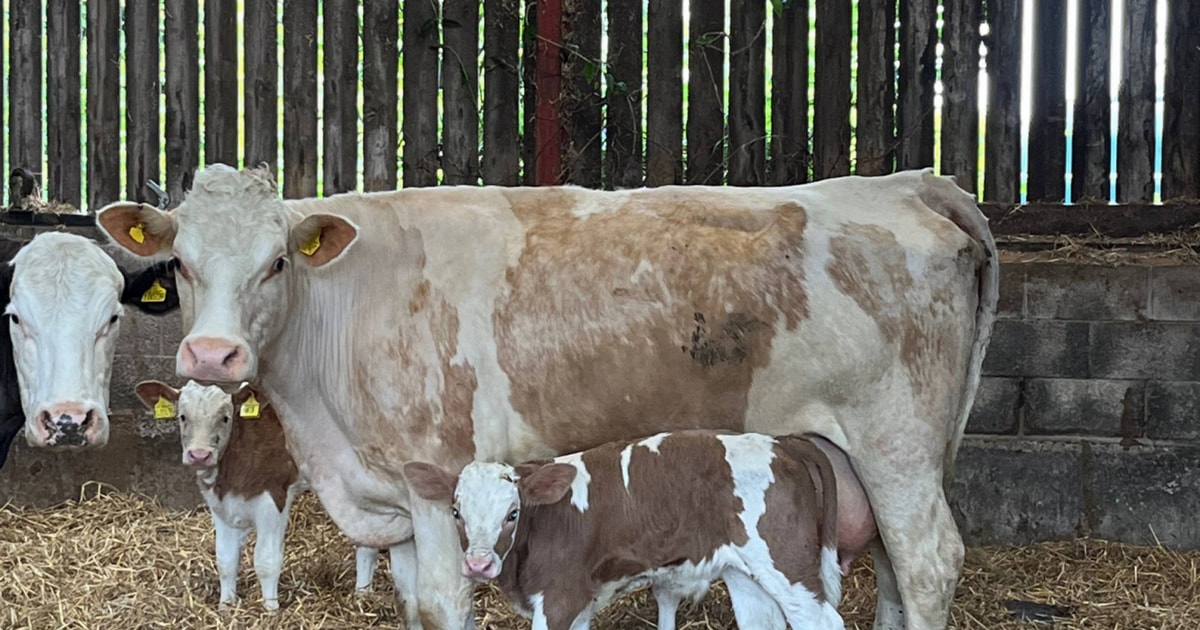 1 Simmental Breeding Cow, Calf, Young Bull with Calf at Foot ...