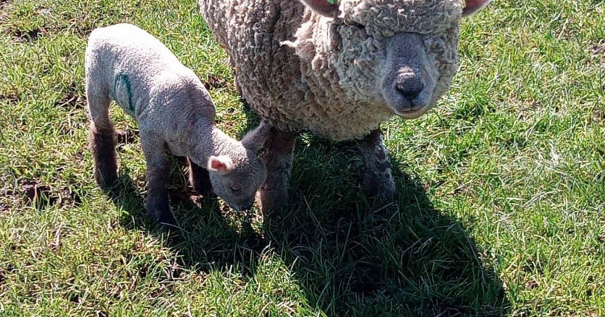 4 Southdown Breeding Ewes, Shearlings with Lambs at Foot ...