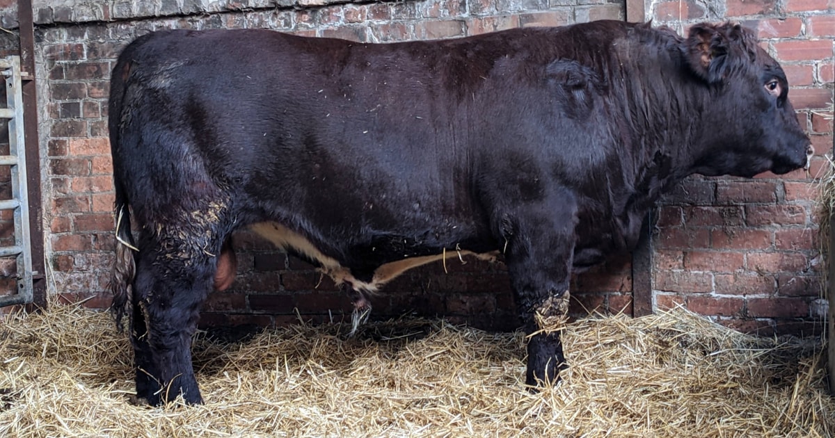 1 Pedigree Beef Shorthorn Breeding Bull, Young Bull | SellMyLivestock ...