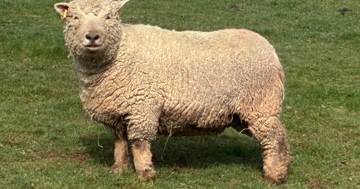 5 Pedigree Southdown In-Lamb Breeding Ewes | SellMyLivestock - The ...