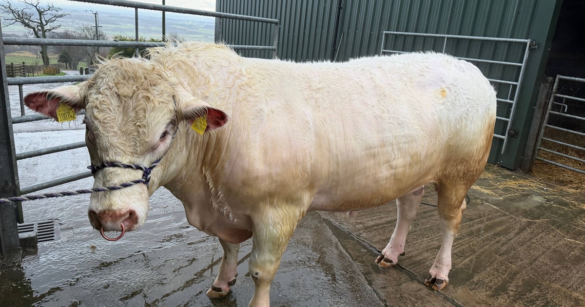 1 Pedigree TB Res Beef Shorthorn Breeding Bull | SellMyLivestock - The ...
