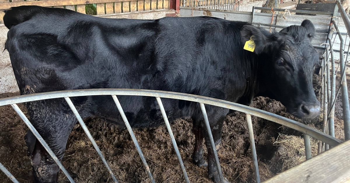 1 Wagyu Store Heifer | SellMyLivestock - The Online Livestock Marketplace