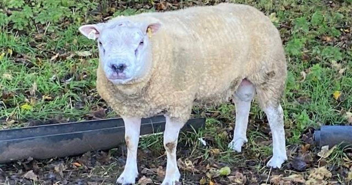 2 Pedigree Texel Breeding Rams | SellMyLivestock - The Online Livestock ...