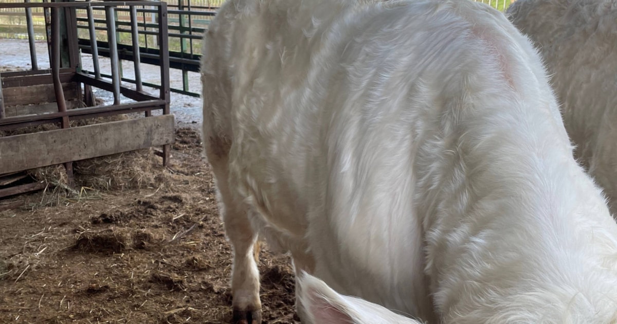 1 Pedigree Breeding Bull | SellMyLivestock - The Online Livestock ...