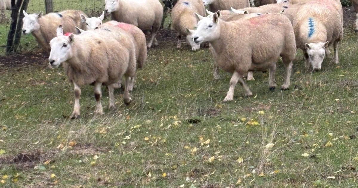 90 Cheviot Store, Breeding Ewes | SellMyLivestock - The Online ...