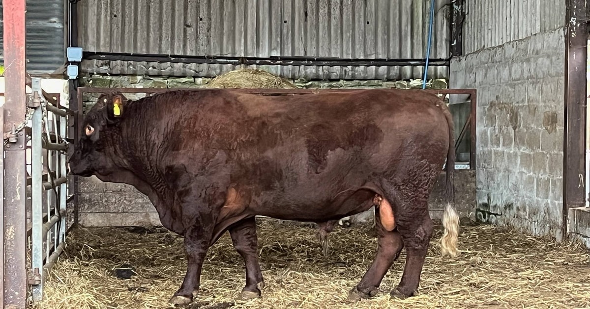1 Pedigree North Red Ruby Devon, Red Ruby Devon Breeding Bull ...