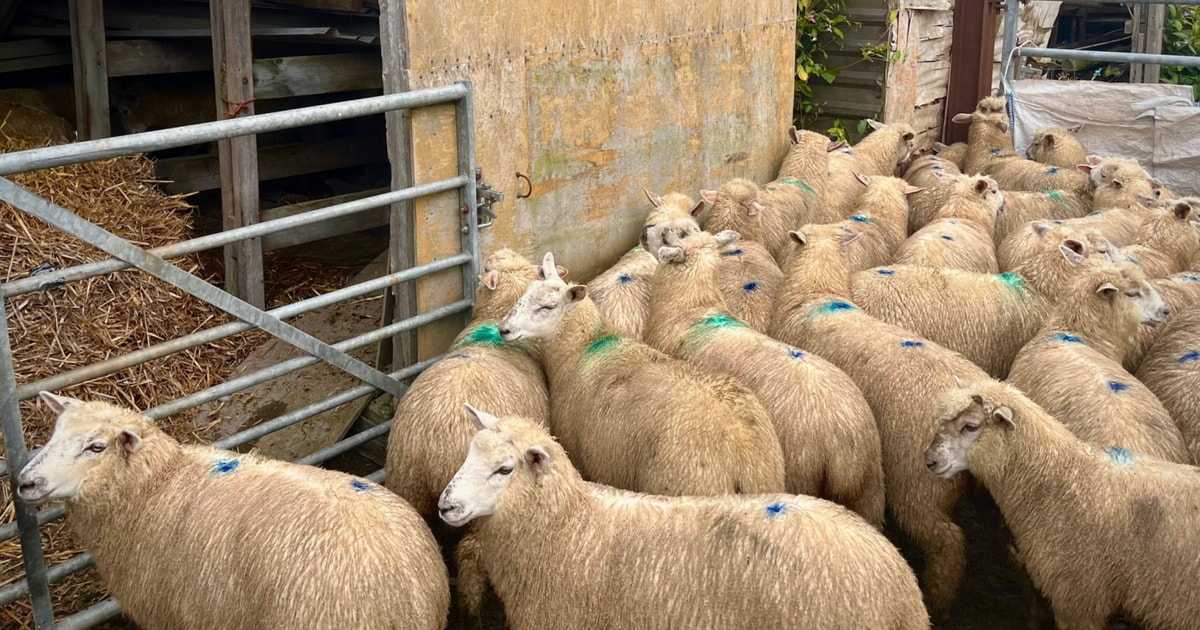 35 Aberfield, New Zealand Romney Cross Breeding Lambs, Hoggs, Gimmers ...