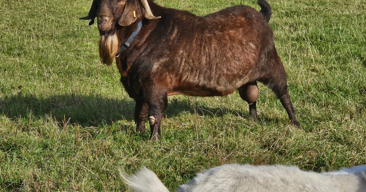 1 Red Boer, Boer Meat, Breeding Buck | SellMyLivestock - The Online ...