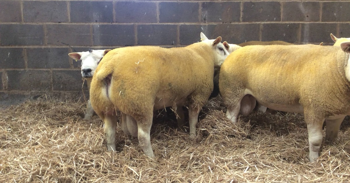 20 Pedigree Texel Breeding Rams | SellMyLivestock - The Online ...