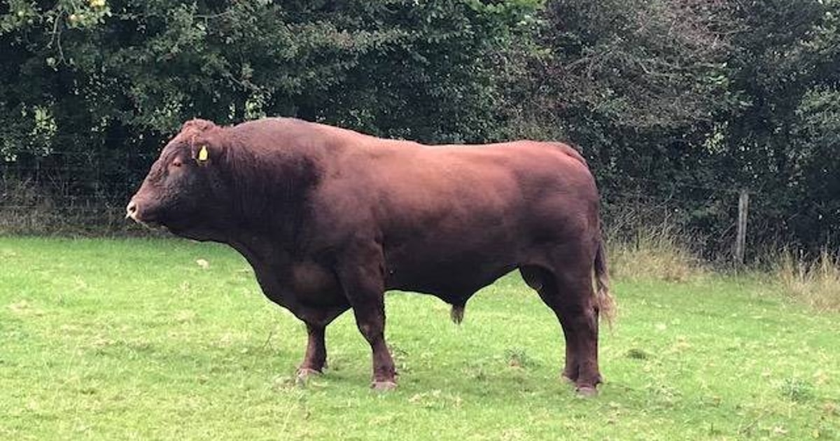 1 Red Ruby Devon Breeding Bull | SellMyLivestock - The Online Livestock ...