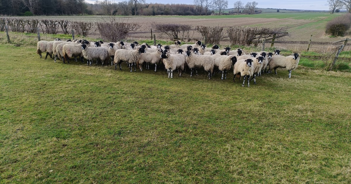 35 Swaledale Breeding Gimmers | SellMyLivestock - The Online Livestock ...