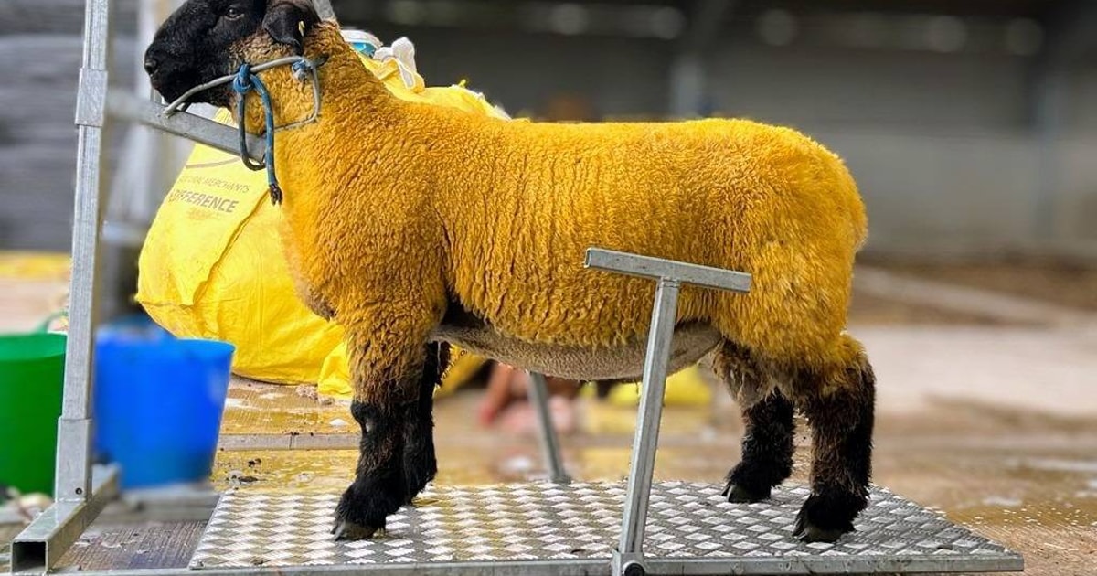 4 Pedigree Suffolk Breeding Rams | SellMyLivestock - The Online ...
