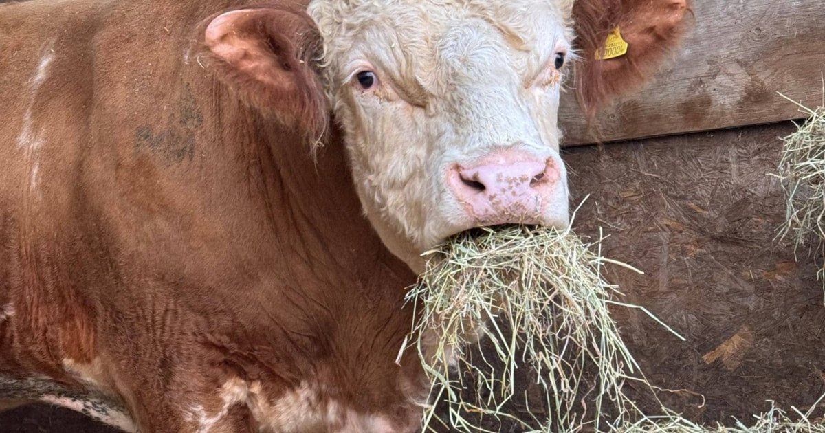 1 Pedigree Simmental Breeding Bull | SellMyLivestock - The Online ...