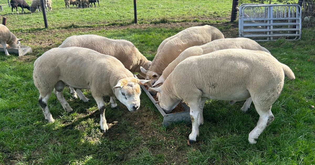 7 Pedigree Texel Breeding Rams | SellMyLivestock - The Online Livestock ...