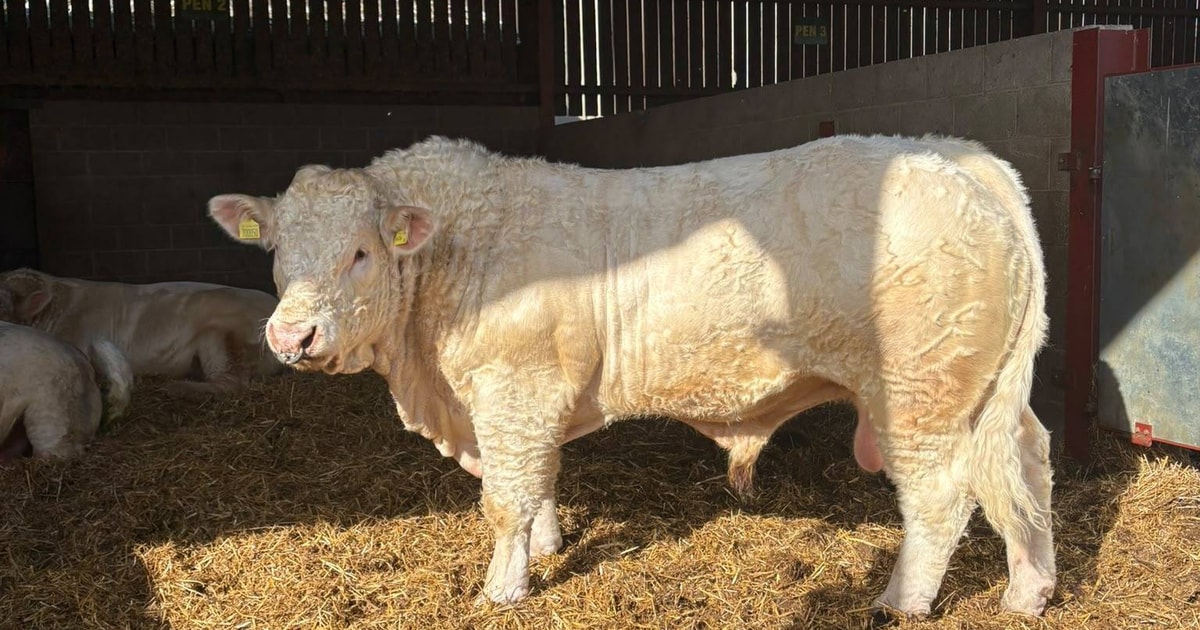 1 Pedigree Charolais Breeding Bull | SellMyLivestock - The Online ...
