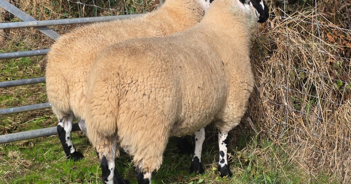 2 Pedigree Beulah Speckled Face Breeding Rams | SellMyLivestock - The ...