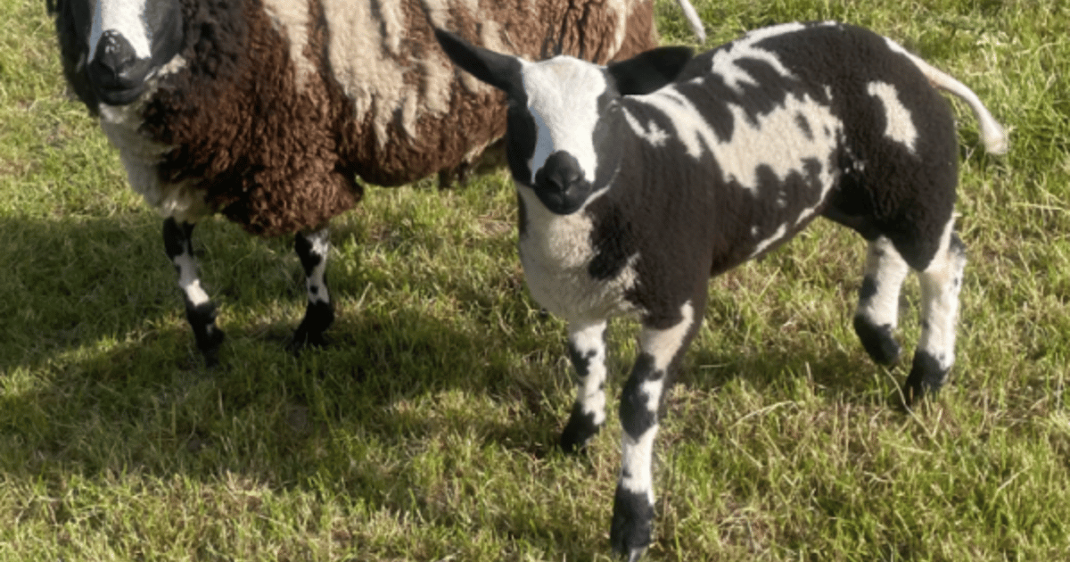 1-pedigree-dutch-spotted-breeding-ewe-with-lamb-at-foot