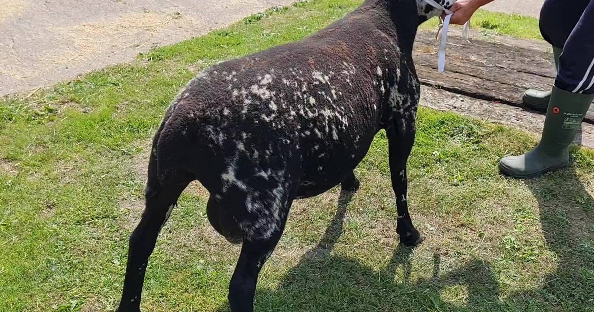 1 Dutch Spotted, Lleyn Cross Breeding Ram, Shearling | SellMyLivestock ...